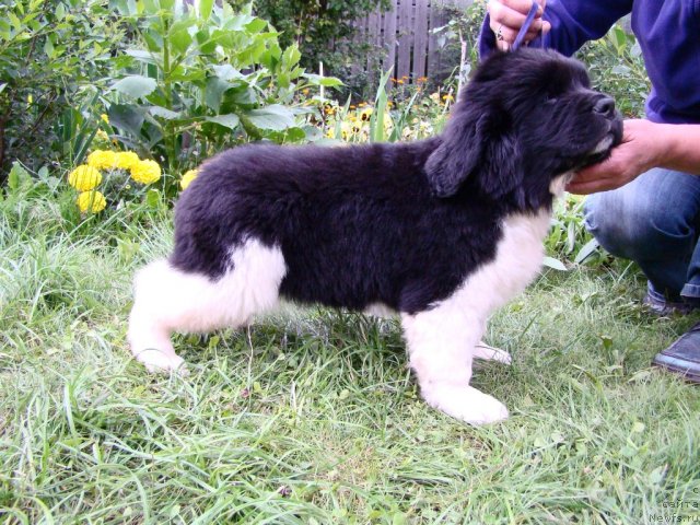 Фото: ньюфаундленд Lancelot  iz Medvej'ego YAra (Ланцелот  из Медвежьего Яра)