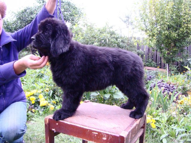 Фото: ньюфаундленд Markiza iz Medvej'ego YAra (Маркиза из Медвежьего Яра)