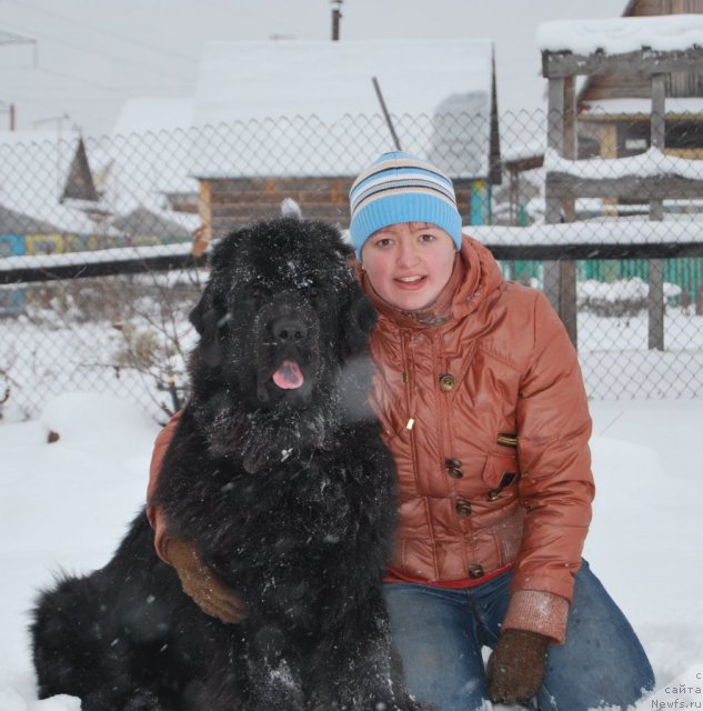 Фото: ньюфаундленд Formula Lyubvi ot Sibirskogo Medvedya (Формула Любви от Сибирского Медведя), Elena Popova (Елена Попова)