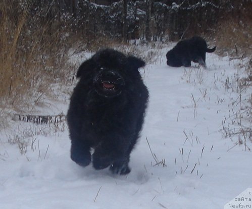 Фото: ньюфаундленд Ih Vyisochestvo Glamur Dodji (Их Высочество Гламур Доджи)
