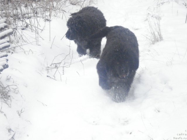 Фото: ньюфаундленд Ih Vyisochestvo Glamur Dodji (Их Высочество Гламур Доджи), ньюфаундленд Ih Vyisochestvo Giacinta Briz (Их Высочество Гиацинта Бриз)