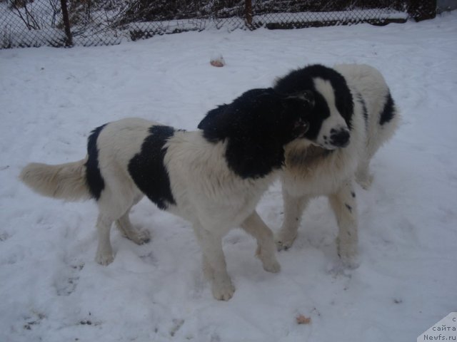 Фото: [d8805]и Бэкки с Атмарова