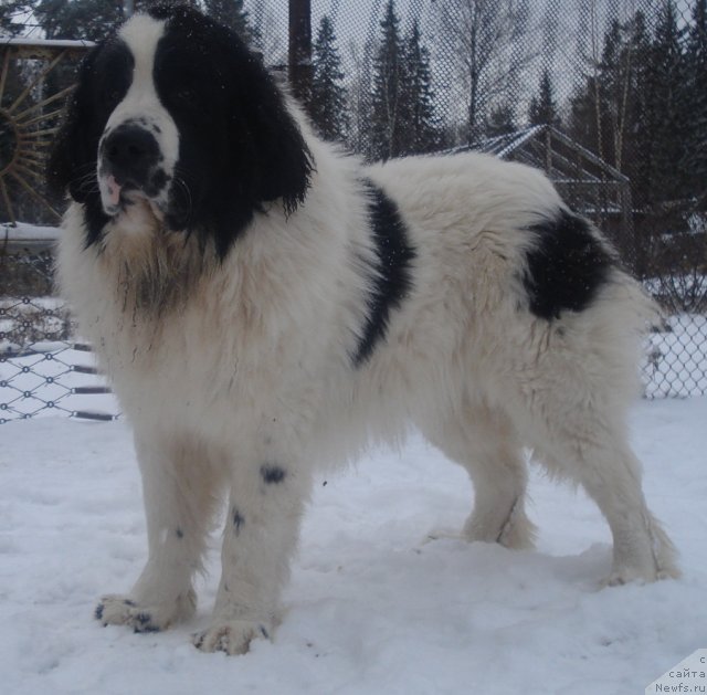 Фото: ньюфаундленд Hrizolit Serebryannyiy Blesk iz Unikal'noy Kollekcii (Хризолит Серебрянный Блеск из Уникальной Коллекции)