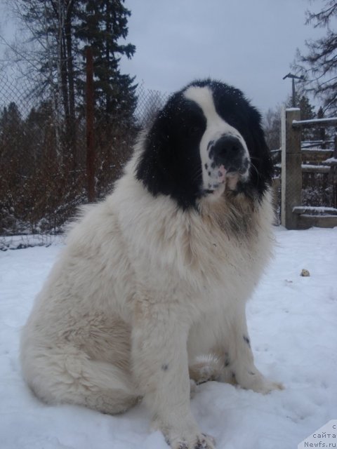 Фото: ньюфаундленд Hrizolit Serebryannyiy Blesk iz Unikal'noy Kollekcii (Хризолит Серебрянный Блеск из Уникальной Коллекции)