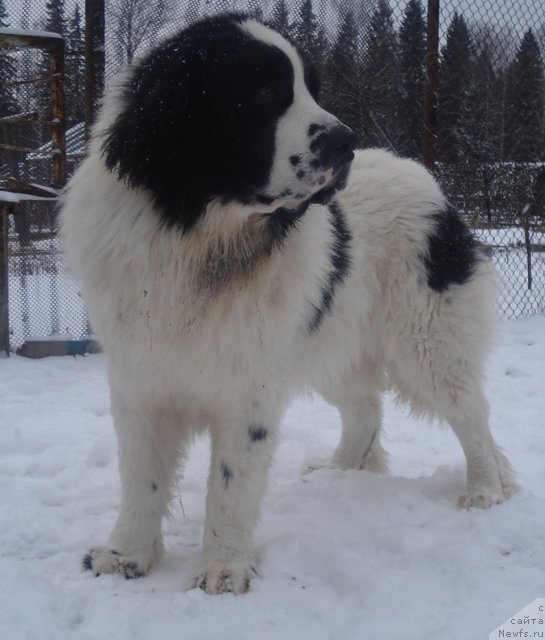 Фото: ньюфаундленд Hrizolit Serebryannyiy Blesk iz Unikal'noy Kollekcii (Хризолит Серебрянный Блеск из Уникальной Коллекции)