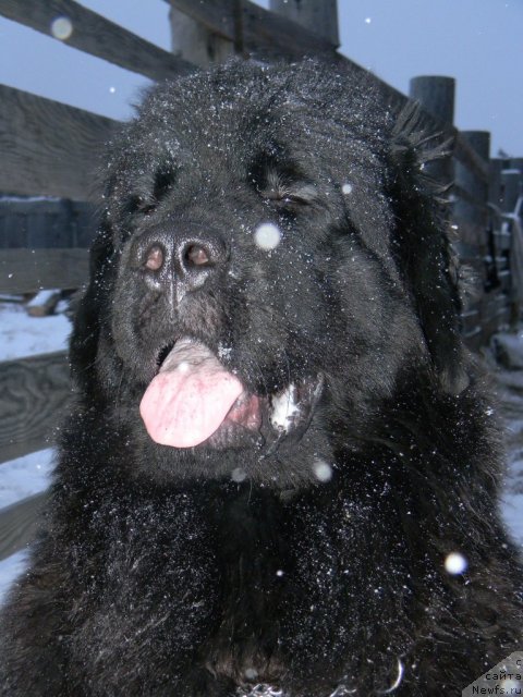 Фото: ньюфаундленд Zvezda Vostoka (Звезда Востока)