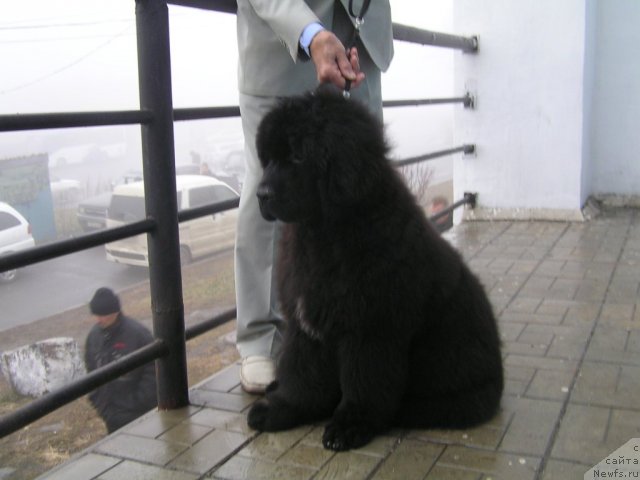 Фото: ньюфаундленд Noyri Imperial iz Medvejyego Yara (Нойри Империал из Медвежьего Яра)