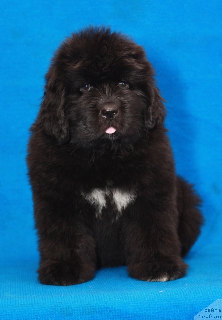 Фото: ньюфаундленд Aquatoriya Kelvin Olympus (Акватория Келвин Олимпус)