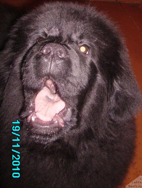 Фото: ньюфаундленд Ih Vyisochestvo Vladlena Madjiks (Их Высочество Владлена Маджикс)