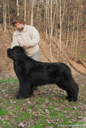 Фото: ньюфаундленд Lifeguard's American Style