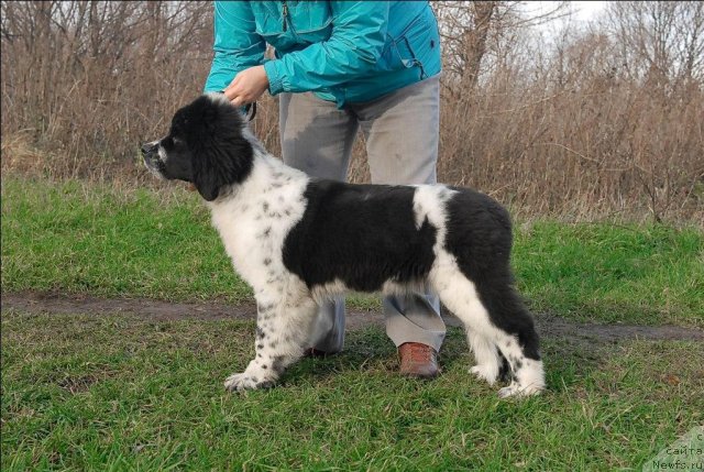 Фото: ньюфаундленд Sent Djons Faberge Collection (Сент Джонс Фаберже Коллекшен)