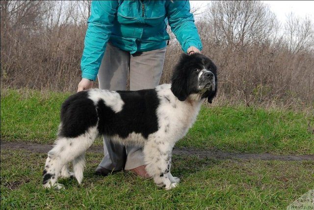 Фото: ньюфаундленд Sent Djons Faberge Collection (Сент Джонс Фаберже Коллекшен)