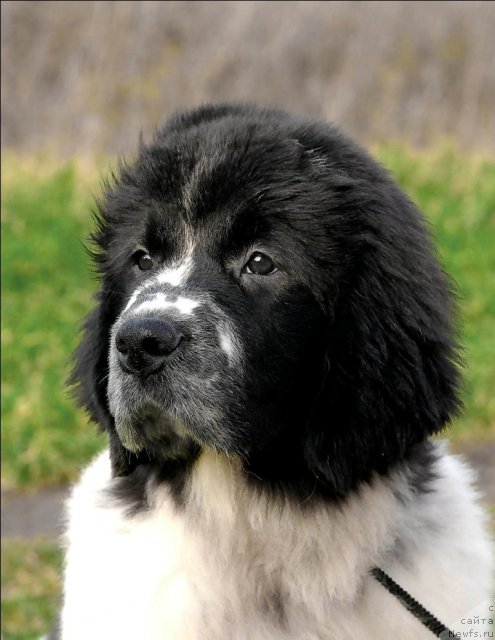 Фотография № 53655