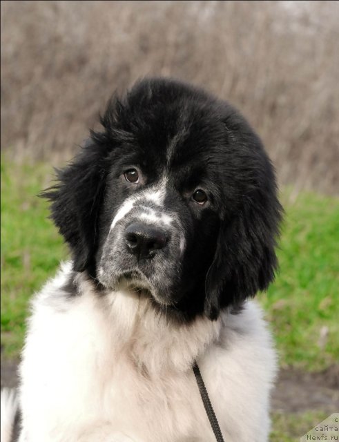 Фото: ньюфаундленд Sent Djons Faberge Collection (Сент Джонс Фаберже Коллекшен)