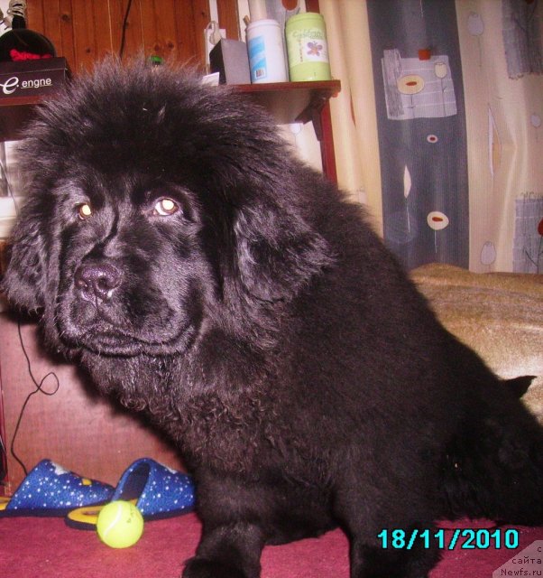 Фото: ньюфаундленд Ih Vyisochestvo Vladlena Madjiks (Их Высочество Владлена Маджикс)