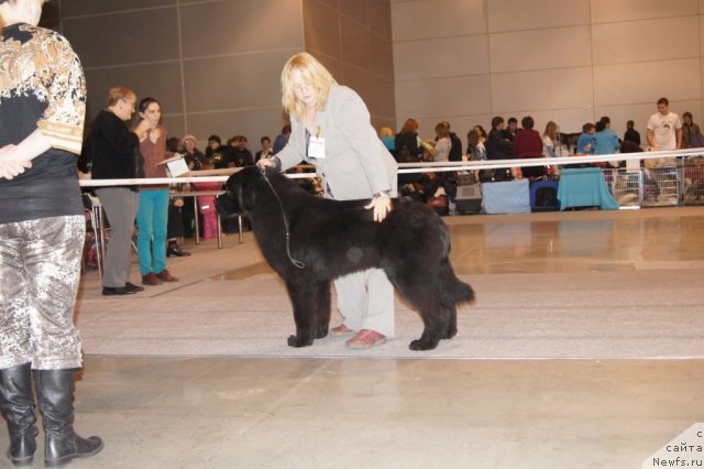 Фото: ньюфаундленд Sent Djons Uriel' (Сент Джонс Уриель)