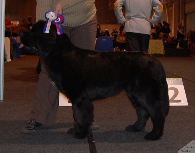 Фото: ньюфаундленд Plushevaya Panda Svetskaja Lviza (Плюшевая Панда Светская Львица)