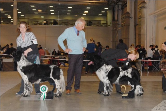 Фото: ньюфаундленд Sent Djons Peppi Dlinny Chulok (Сент Джонс Пеппи Длинный Чулок), ньюфаундленд Plyushevaya Panda Ledi Gamil'ton (Плюшевая Панда Леди Гамильтон)