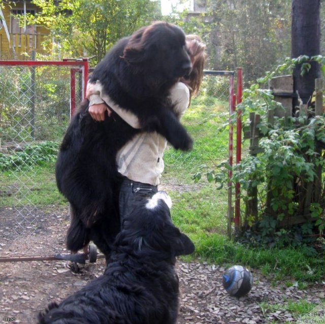 Фото: ньюфаундленд Blyek Diamond Agidel' ot Potapa S'yuzyen (Блэк Диамонд Агидель от Потапа Сьюзэн)