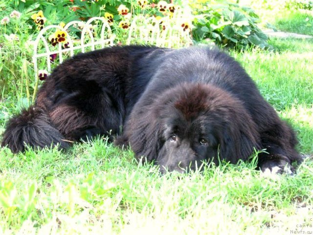 Фото: ньюфаундленд Blyek Diamond Agidel' ot Potapa S'yuzyen (Блэк Диамонд Агидель от Потапа Сьюзэн)