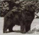 Фото: ньюфаундленд Ursulas Happy Hiawatha