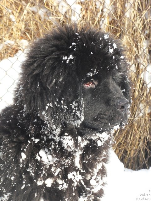 Фото: ньюфаундленд Ih Visochestvo Viola Zhanmonika (Их Высочество Виола Жанмоника)