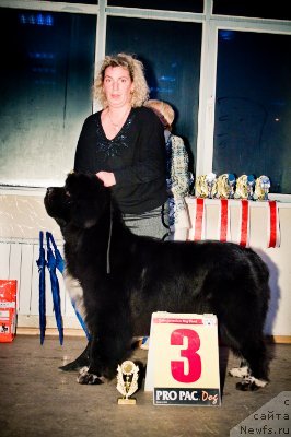 Фото: ньюфаундленд Gift of Destiny Midnight Bear, Elena Kochetkova (Елена Кочеткова)