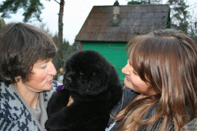 Фото: ньюфаундленд Smigar Gordon Fellow (Смигар Гордон-Феллоу), Nataliya Mihaylova (Наталия Михайлова), Anastasiya Mihaylova (Анастасия Михайлова)