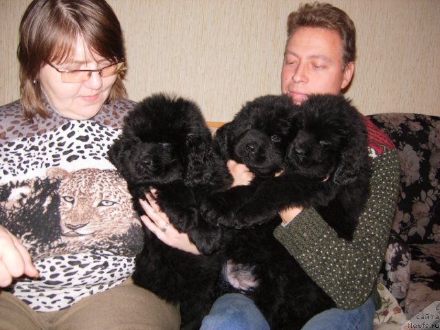 Фото: ньюфаундленд Smigar Galaxsy Shall Win (Смигар Галакси Шелл Вин), ньюфаундленд Smigar Greyt Saksyes (Смигар Грейт Саксэс), ньюфаундленд Smigar Go tu bi ze Fest (Смигар Го ту би зе Фест), Vlasta Bezzubchenko (Власта Беззубченко)