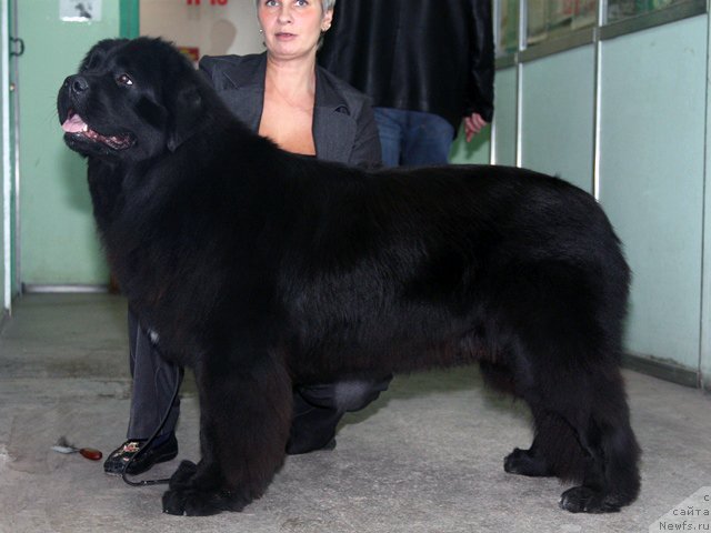 Фото: ньюфаундленд Potap YA (Потап Я)