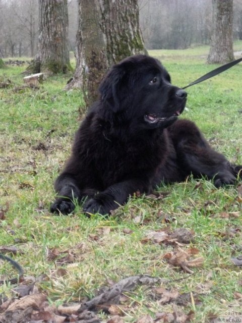 Фото: ньюфаундленд Potap Yarika (Потап Ярика)