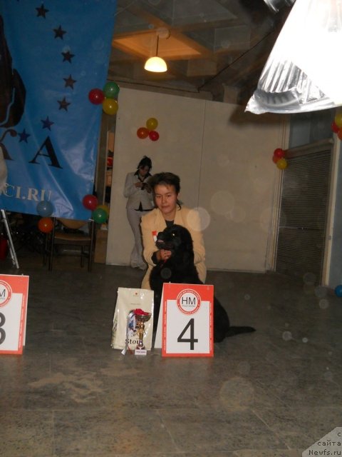 Фото: ньюфаундленд Fann'yuf Al'felina Bledans (Фанньюф Альфелина Бледанс), Darima Achitueva (Дарима Ачитуева)