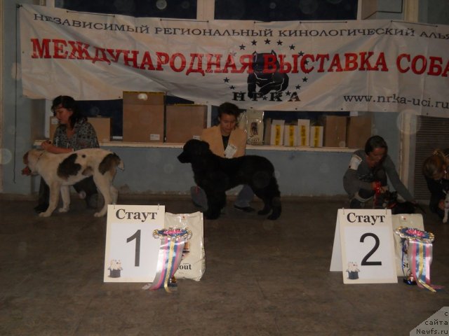 Фото: ньюфаундленд Fann'yuf Al'felina Bledans (Фанньюф Альфелина Бледанс), Darima Achitueva (Дарима Ачитуева)