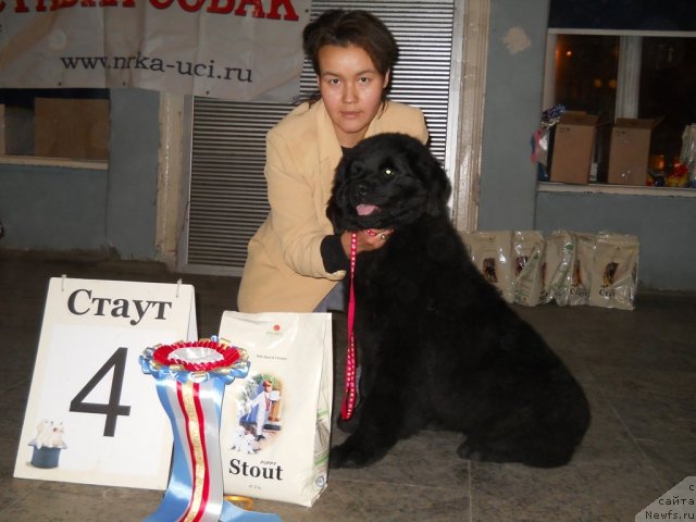 Фото: ньюфаундленд Fann'yuf Al'felina Bledans (Фанньюф Альфелина Бледанс), Darima Achitueva (Дарима Ачитуева)