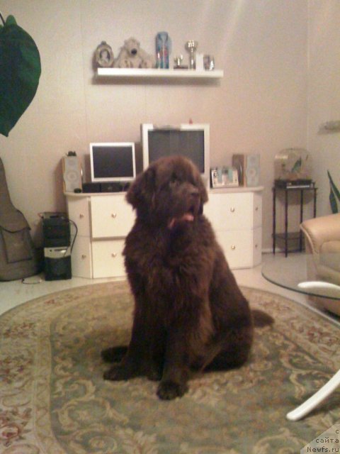 Фото: ньюфаундленд Itgay (Итгай)