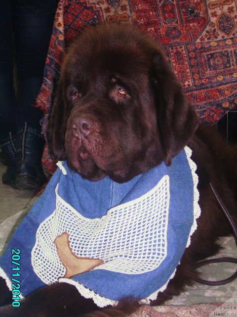 Фото: ньюфаундленд Koketka ot CHannel iz Medvej'ego YAra (Кокетка от Чаннел из Медвежьего Яра)