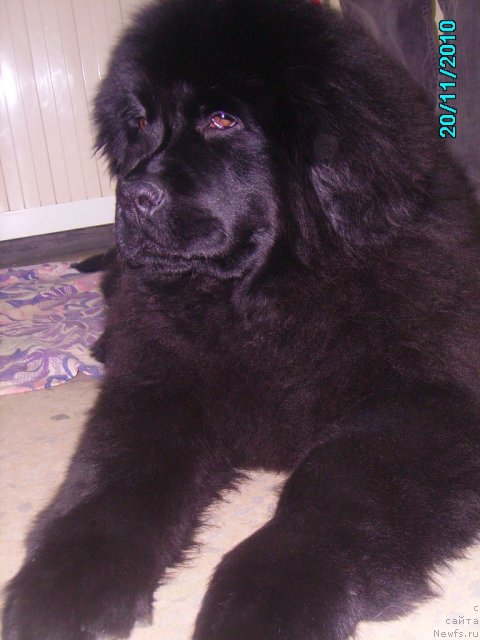 Фото: ньюфаундленд Ih Vyisochestvo Vladlena Madjiks (Их Высочество Владлена Маджикс)