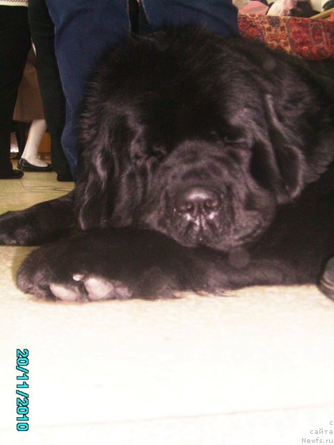 Фото: ньюфаундленд Aquatoriya Kelvin Zaznoba (Акватория Келвин Зазноба)