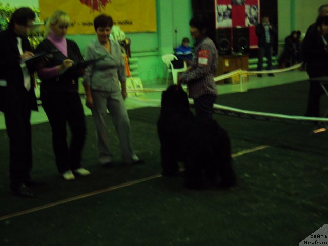 Фото: ньюфаундленд Yudzhiniya iz Medvejyego Yara (Юджиния из Медвежьего Яра)