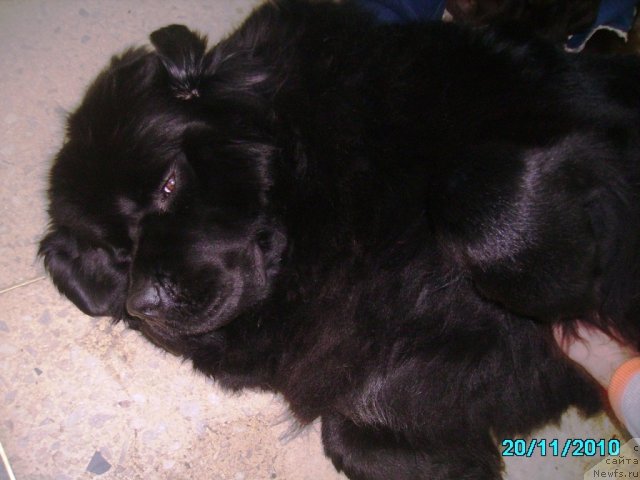 Фото: ньюфаундленд Aquatoriya Kelvin Zaznoba (Акватория Келвин Зазноба), Чесальщик Нистратов А.Д.