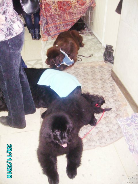 Фото: ньюфаундленд Ih Vyisochestvo Vladlena Madjiks (Их Высочество Владлена Маджикс), ньюфаундленд Aquatoriya Kelvin Zaznoba (Акватория Келвин Зазноба), ньюфаундленд Koketka ot CHannel iz Medvej'ego YAra (Кокетка от Чаннел из Медвежьего Яра)