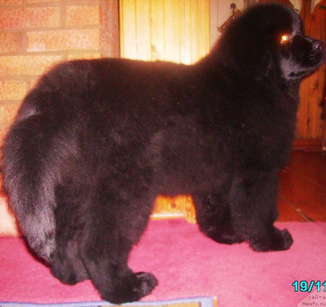 Фото: ньюфаундленд Ih Vyisochestvo Vladlena Madjiks (Их Высочество Владлена Маджикс)