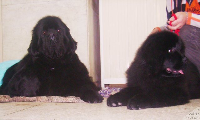 Фото: ньюфаундленд Aquatoriya Kelvin Zaznoba (Акватория Келвин Зазноба), ньюфаундленд Ih Vyisochestvo Vladlena Madjiks (Их Высочество Владлена Маджикс)