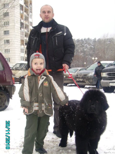 Фото: ньюфаундленд Ih Vyisochestvo Vladlena Madjiks (Их Высочество Владлена Маджикс), Aleksey Nistratov (Алексей Нистратов)