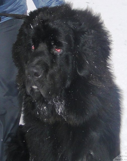 Фото: ньюфаундленд Mlechnyiy Put' iz Tihogo Omuta (Млечный Путь из Тихого Омута)