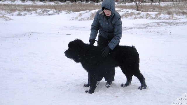 Фото: ньюфаундленд Mlechnyiy Put' iz Tihogo Omuta (Млечный Путь из Тихого Омута), Veronika Kuz'mina (Вероника Кузьмина)