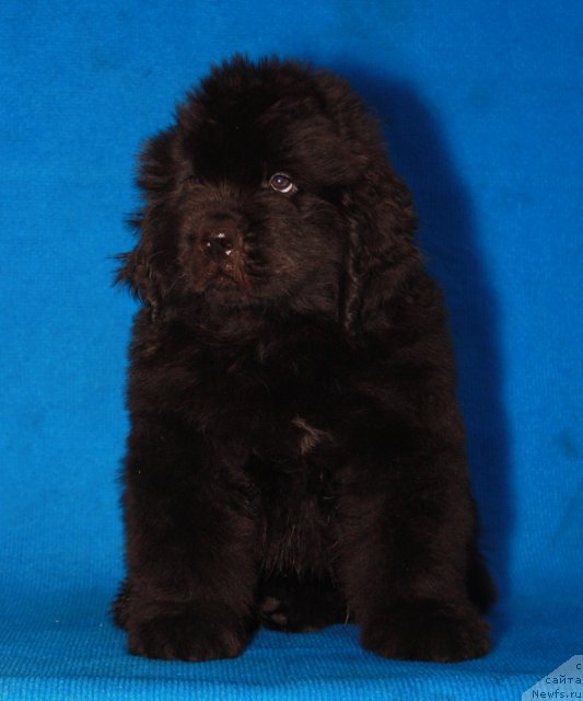 Фото: ньюфаундленд Akvatoriya Kelvin Olimpiyskiy Mishka (Акватория Келвин Олимпийский Мишка)