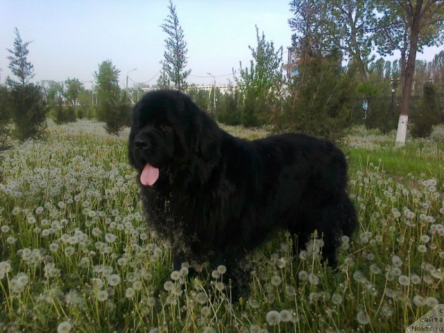 Фото: ньюфаундленд Vellington iz Medvej'ego YAra (Веллингтон из Медвежьего Яра)