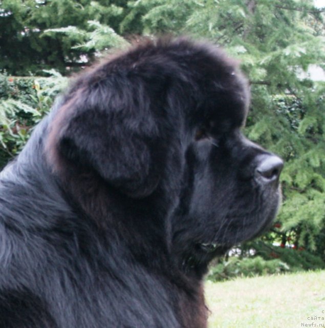 Фото: ньюфаундленд Black Clouds Criminal Minds at Stealbears
