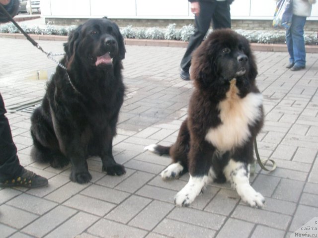 Фото: ньюфаундленд Velikiy Medved' Zagadka (Великий Медведь Загадка), ньюфаундленд Starbimovlav Gardemarin (Старбимовлав Гардемарин)